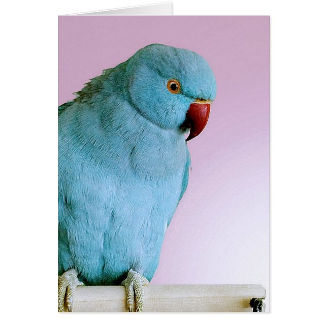 Blauer indischer RingNecked Parakeet mit roter (Vorne)