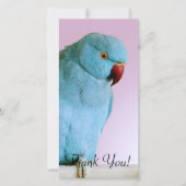 Blauer indischer RingNecked Parakeet mit roter Dankeskarte (Vorderseite)