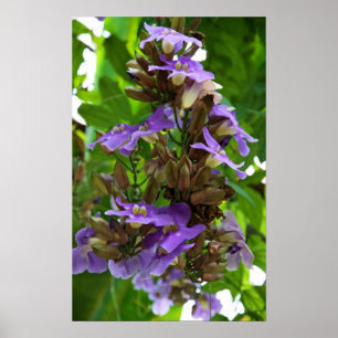 Blauer Ingwer Poster