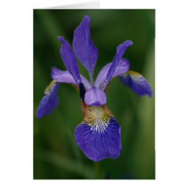 Blauer Iris