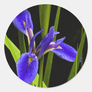 Blauer Iris-Aufkleber Runder Aufkleber