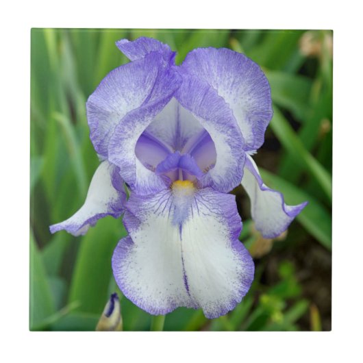 Blauer Iris Fliese (Vorderseite)