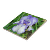 Blauer Iris Fliese (Seite)