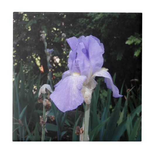 Blauer Iris Fliese (Vorderseite)