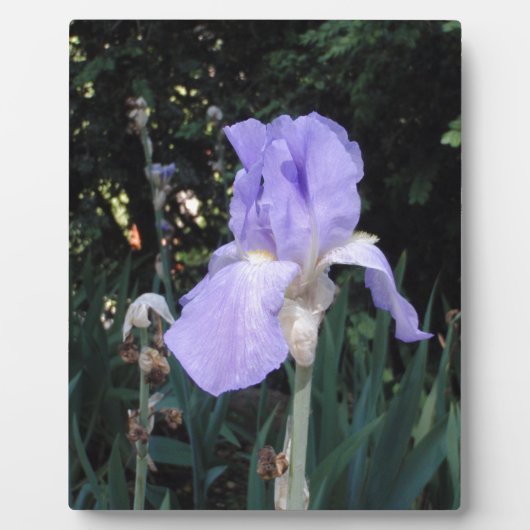 Blauer Iris Fotoplatte (Vorderseite)