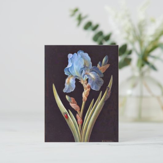 Blauer Iris (Germanica) Postkarte (Stehend Vorderseite)