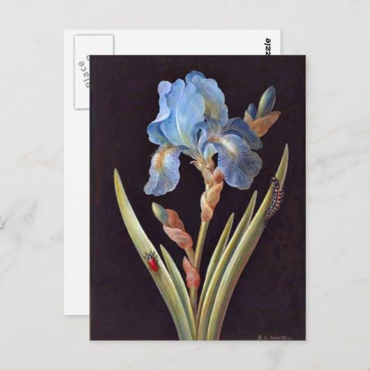 Blauer Iris (Germanica) Postkarte (Vorne/Hinten)