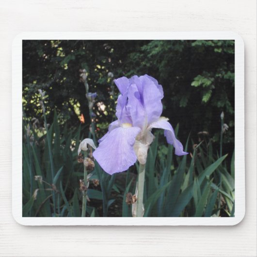 Blauer Iris Mousepad (Vorne)