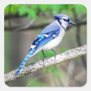 Blauer Jay-Aufkleber Quadratischer Aufkleber