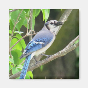 Blauer Jay-Magnet Magnet