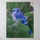 Blauer Jay Poster (Vorne)