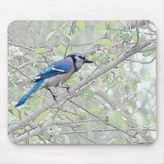 Blauer Jay-Singvogel Mousepad (Vorne)
