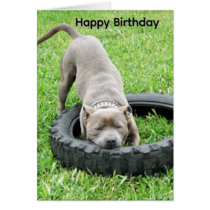 Blauer Junger Staffordshire Bull Terrier, Geburtst