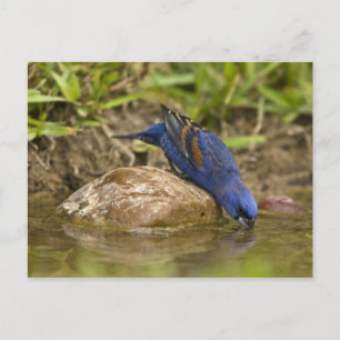 Blauer Kardininal trinkt am Hinterhof-Teich, Postkarte