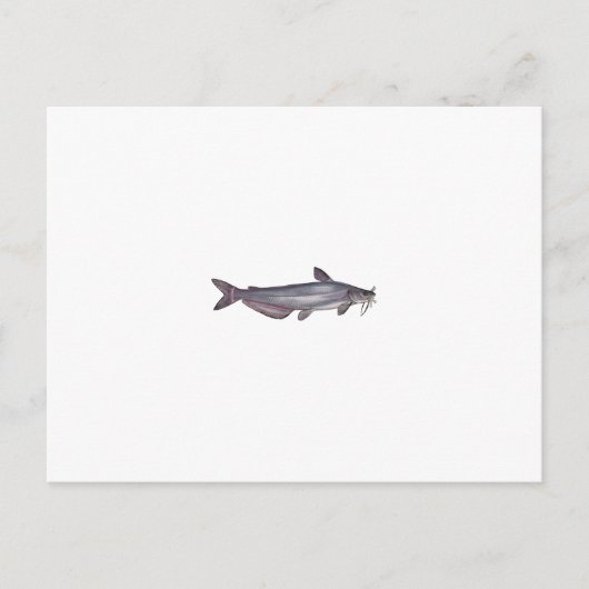 Blauer Katfisch (ohne Titel) Postkarte (Vorderseite)