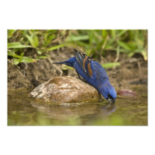 Blauer Kernknacker trinkt am Gartenteich, Fotodruck