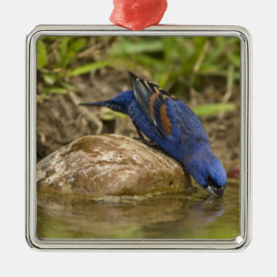 Blauer Kernknacker trinkt am Hinterhof-Teich, Ornament Aus Metall