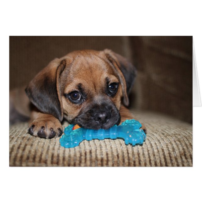 Blauer Knochen (Vorderseite (Horizontal))