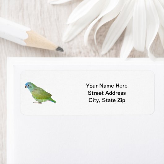 Blauer Kopf Pionus Parrot (Insitu)