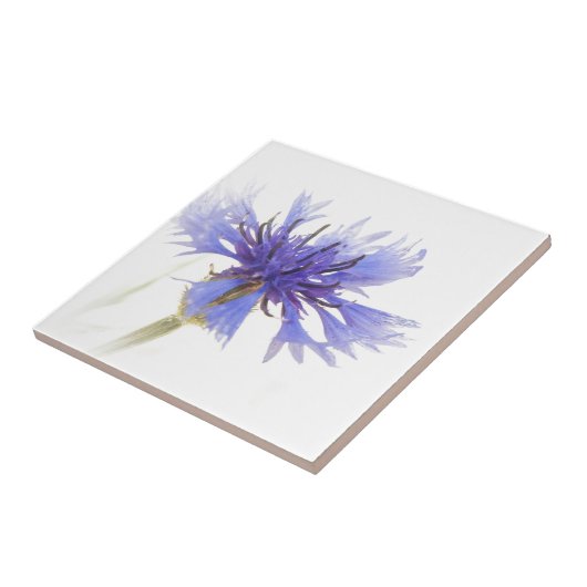 Blauer Kornblume Fliese (Seite)