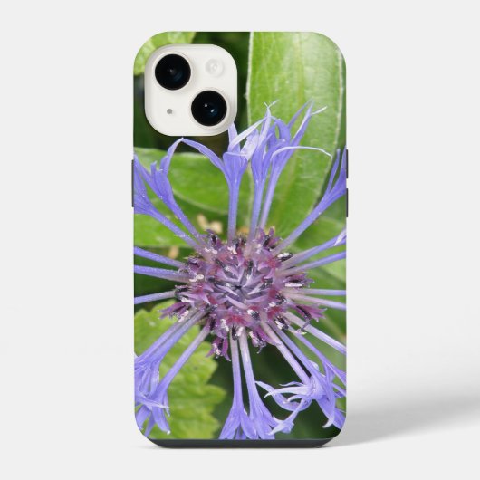 Blauer Kornblume iPhone Hülle (Rückseite)