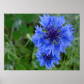 Blauer Kornblume Poster (Vorne)