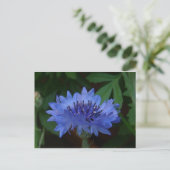 Blauer Kornblume Postkarte (Stehend Vorderseite)