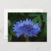 Blauer Kornblume Postkarte (Vorne/Hinten)