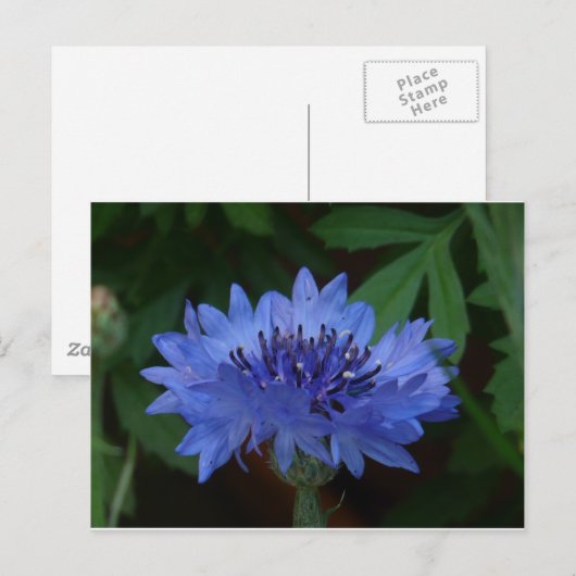Blauer Kornblume Postkarte (Vorne/Hinten)
