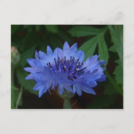 Blauer Kornblume Postkarte (Vorderseite)