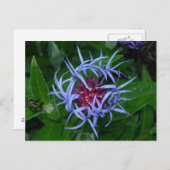 Blauer Kornblume Postkarte (Vorne/Hinten)