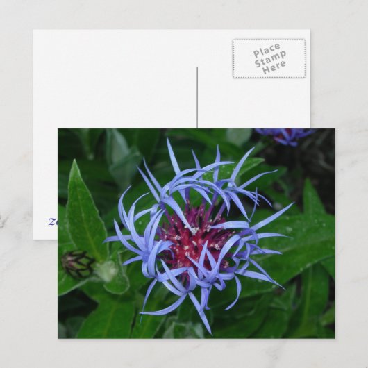 Blauer Kornblume Postkarte (Vorne/Hinten)