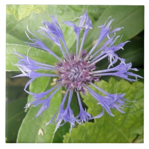 Blauer Kornblume Tile Fliese