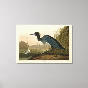 Blauer Kranich, Heron, von Audubons Vögeln von Ame Leinwanddruck