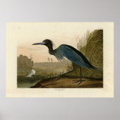 Blauer Kranich, Heron, von Audubons Vögeln von Ame Poster (Vorne)
