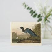 Blauer Kranich, Heron, von Audubons Vögeln von Ame Postkarte (Stehend Vorderseite)
