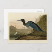 Blauer Kranich, Heron, von Audubons Vögeln von Ame Postkarte (Vorne/Hinten)