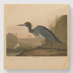 Blauer Kranich, Heron, von Audubons Vögeln von Ame Steinuntersetzer