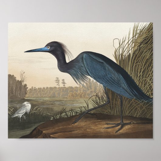 Blauer Kranich oder Heron von Vögeln Amerikas Poster (Vorne)