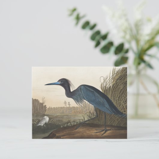 Blauer Kranich oder Heron von Vögeln Amerikas Postkarte (Stehend Vorderseite)
