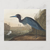 Blauer Kranich oder Heron von Vögeln Amerikas Postkarte (Vorderseite)