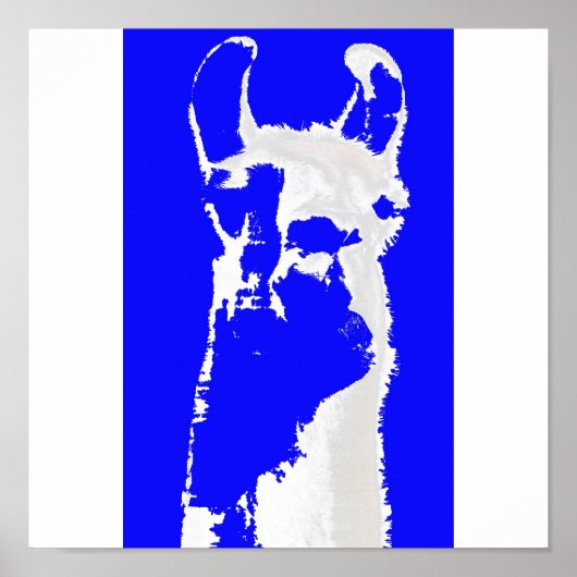 Blauer Lama Poster (Vorne)