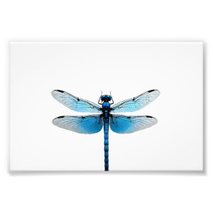 Blauer Libelle - Insekt Wildtier Tierliebhaber Ent Fotodruck