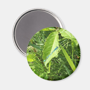 Blauer Libellenmagnet Magnet