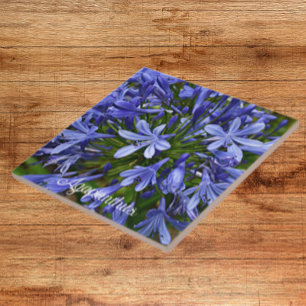 Blauer Lilie des Nils Agapanthus Fliese