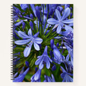 Blauer Lilie des Nils Agapanthus Notizblock (Vorderseite)