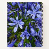 Blauer Lilie des Nils Agapanthus Notizblock (Rückseite)