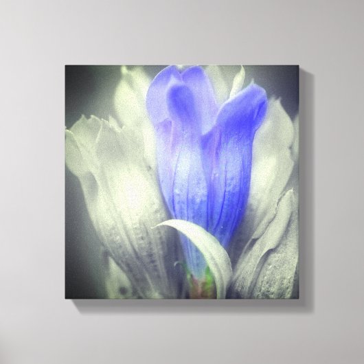 Blauer Linsen Blume teilweise Farbe Leinwanddruck (Vorderseite)