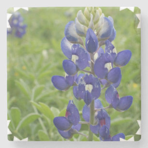 Blauer Lupine Steinuntersetzer