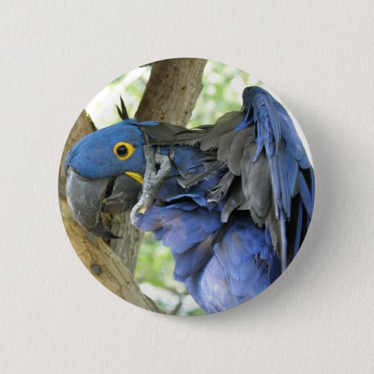 Blauer Macaw-Knopf Button (Vorderseite)